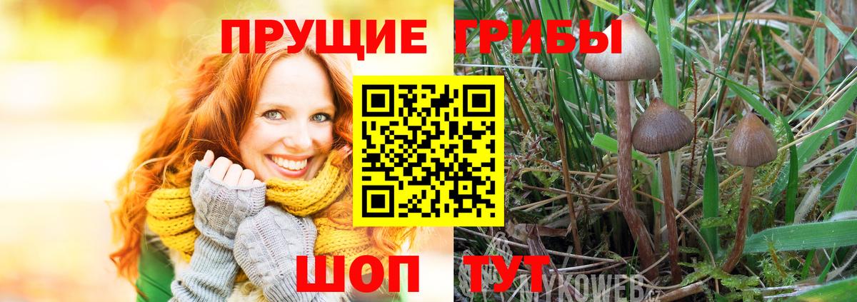 Псилоцибиновые грибы Psilocybine cubensis  Вход с VPN  как найти наркотики  Псилоцибиновые грибы прущие грибы  Малоярославец 